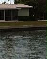 Click image for larger version

Name:	dolphin January 10, 2014.jpg
Views:	31
Size:	75.3 KB
ID:	923309